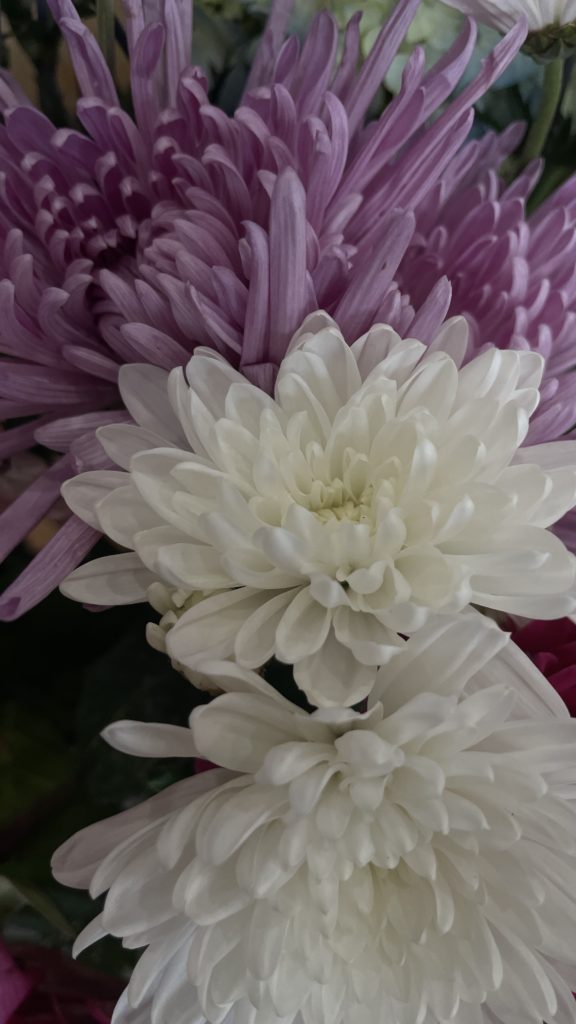 Close up of flower petal in the spa, cafe, and retail store