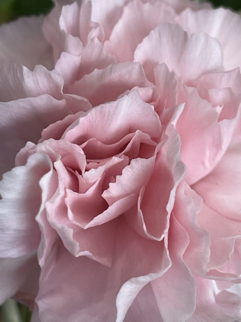 Close up of flower petal in the spa, cafe, and retail store